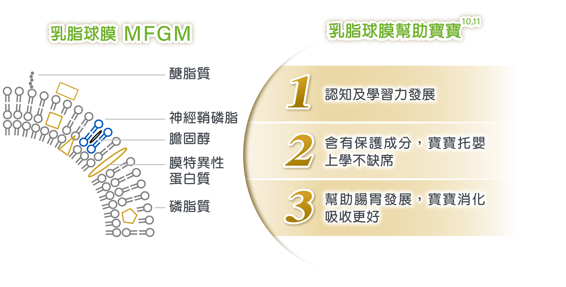 乳脂球膜 MFGM 乳脂球膜幫助寶寶